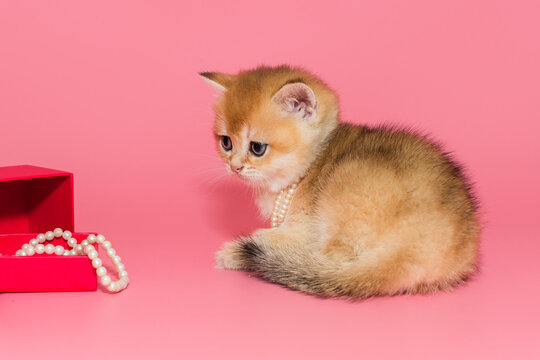 Scottish kitten and pearl jewelry