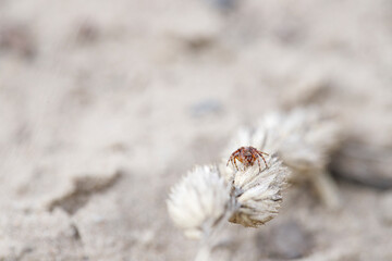 spider on a plant