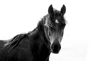Fototapeta premium Fine art black and white horse portraits 