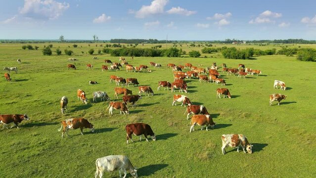 Aerial drone shot of cows grazing on pasture, landscape