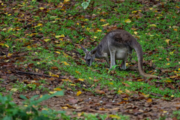 The kangaroo is stay and eat grass in garden