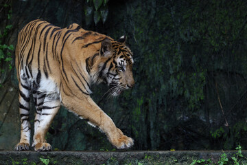 Fototapeta premium Close up Indochinese tiger is beautiful animal and dangerous