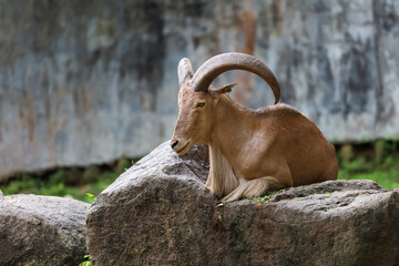 The barbary sheep is mammal and hill animal