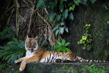Fototapeta na wymiar Close up Indochinese tiger is beautiful animal and dangerous