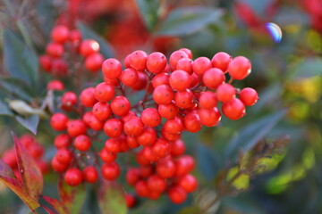 Viburnum opulus also known as Guelder rose, dogberry, water elder. Dutch Guelders branch seems very attractive with nice red color. Guelder rose called viburnum opulus on branch with red hips.