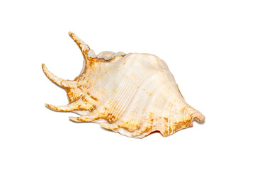 Image of spider conch seashell (Lambis truncata) on a white background. Sea shells. Undersea Animals.