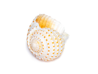 Image of seashells tonna tesselata on a white background. Undersea Animals. Sea Shells.