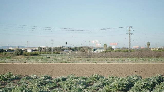 The birds rest in the electric wires - flock of birds flying emigrating to Spain 