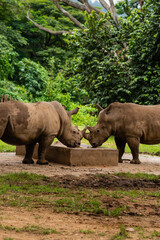 A male and female white Rhino grazing head on with an eye contact in natural green background during a wildlife safari in India