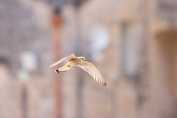 Lesser Kestrel (Falco naumanni), Matera, Basilicata, Italy