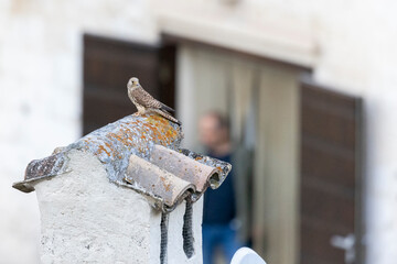Lesser Kestrel (Falco naumanni), Matera, Basilicata, Italy