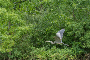 A Juvenile Great Blue Heron Flying Against Green Trees