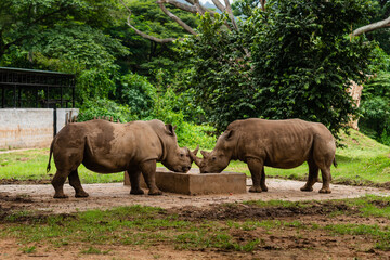 Fototapeta premium A male and female white Rhino grazing head on with an eye contact in natural green background during a wildlife safari in India