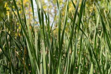 Green Cattail Reeds Growing In The Marsh