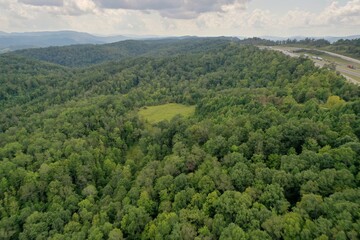 forest in the mountains