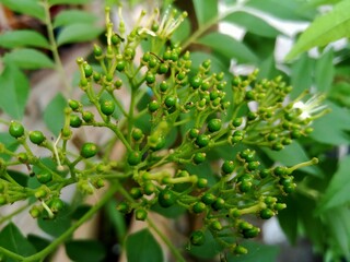 close up of a plant in the garden