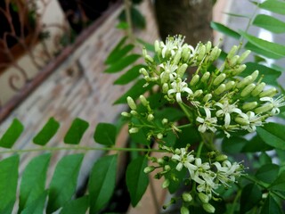 flowers in the garden