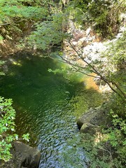 river in the forest