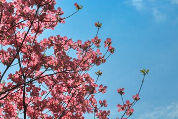 Award-winning Cornus kousa 'Miss Satomi' (Kousa Dogwood)