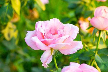 Obraz premium Soft fresh light pink rose on bright green leaves background in the garden in spring on a sunny day.