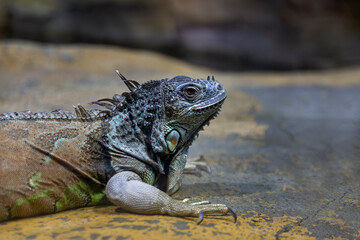 Large iguana lizard in the terrarium of the zoo.