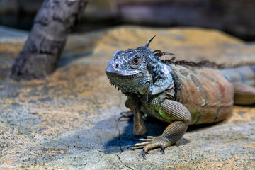 Large iguana lizard in the terrarium of the zoo.