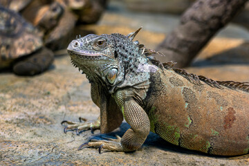 Large iguana lizard in the terrarium of the zoo.