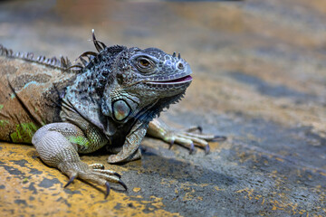 Large iguana lizard in the terrarium of the zoo.