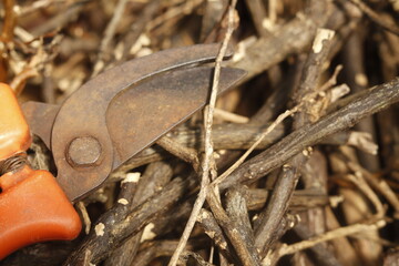pruning shears