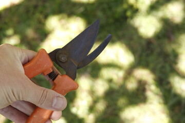pruning shears