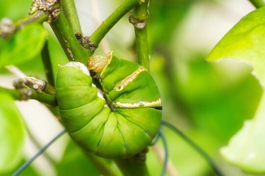 Closeup of a big green catterpillar on a plant.