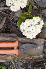 pruning shears