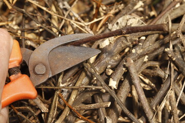 pruning shears