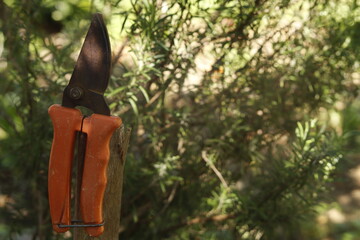pruning shears