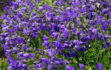 Obraz premium Purple bluebell flowers grow in a flower bed in the garden.