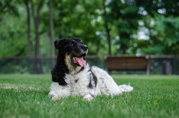 Cute tricolor mix breed dog. A dog without a breed white, black and red colors on the green grass in the summer park