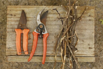 pruning shears