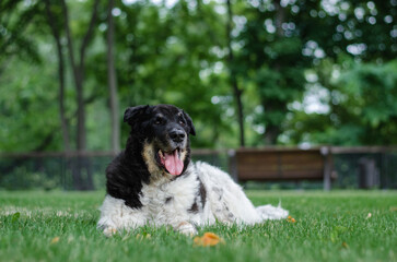 Fototapeta premium Cute tricolor mix breed dog. A dog without a breed white, black and red colors on the green grass in the summer park