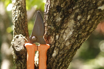 pruning shears