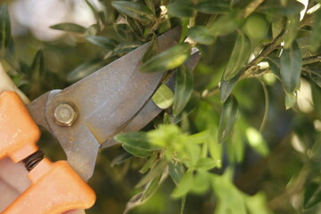 pruning a tree branch