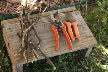 pruning a tree branch