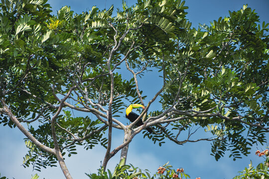 tucan2