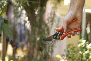 pruning a tree branch
