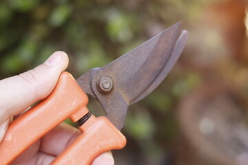 pruning a tree branch
