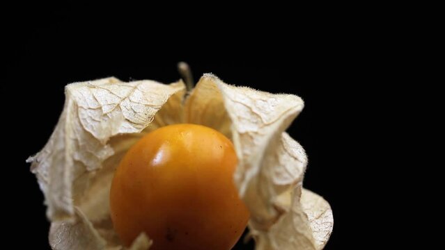 Closeup of single physalis rotating and dark background.