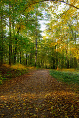 Obraz premium Yellow red maple and linden leaves during autumn season with warm sunlight. Autumn Season forest in Roztocze, Zwierzyniec. Autumn leaves background