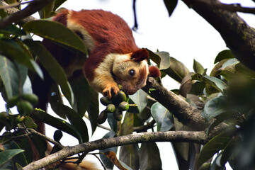 Indian giant squirrel eating fruits on a tree