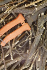 pruning a tree branch