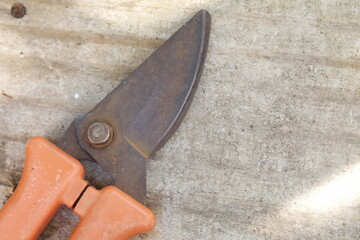 pruning a tree branch