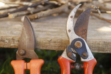 pruning a tree branch